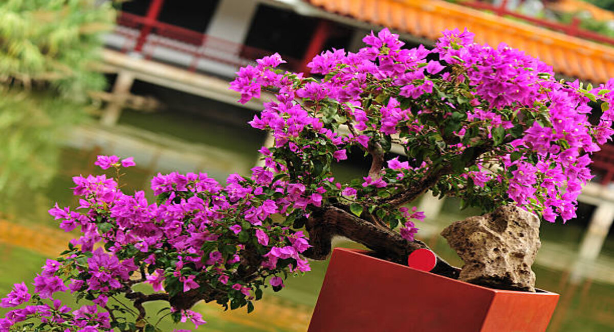 Catat! Inilah 6 Kesalahan Pemula Dalam Membuat Bonsai Bougenville