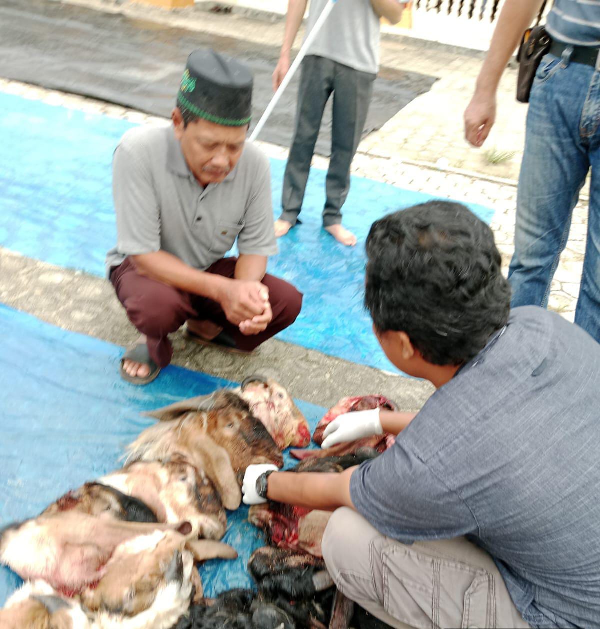 Pastikan Layak Dikonsumsi, Pemkab Mesuji Periksa Organ Dalam Hewan Kurban