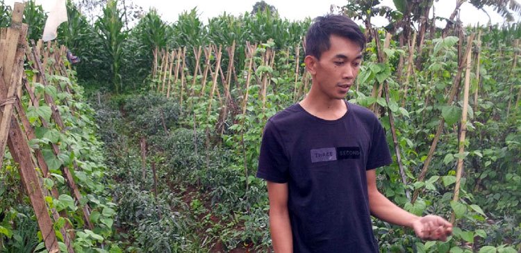 Begini Cara Menanam Cabe yang Baik dan Benar
