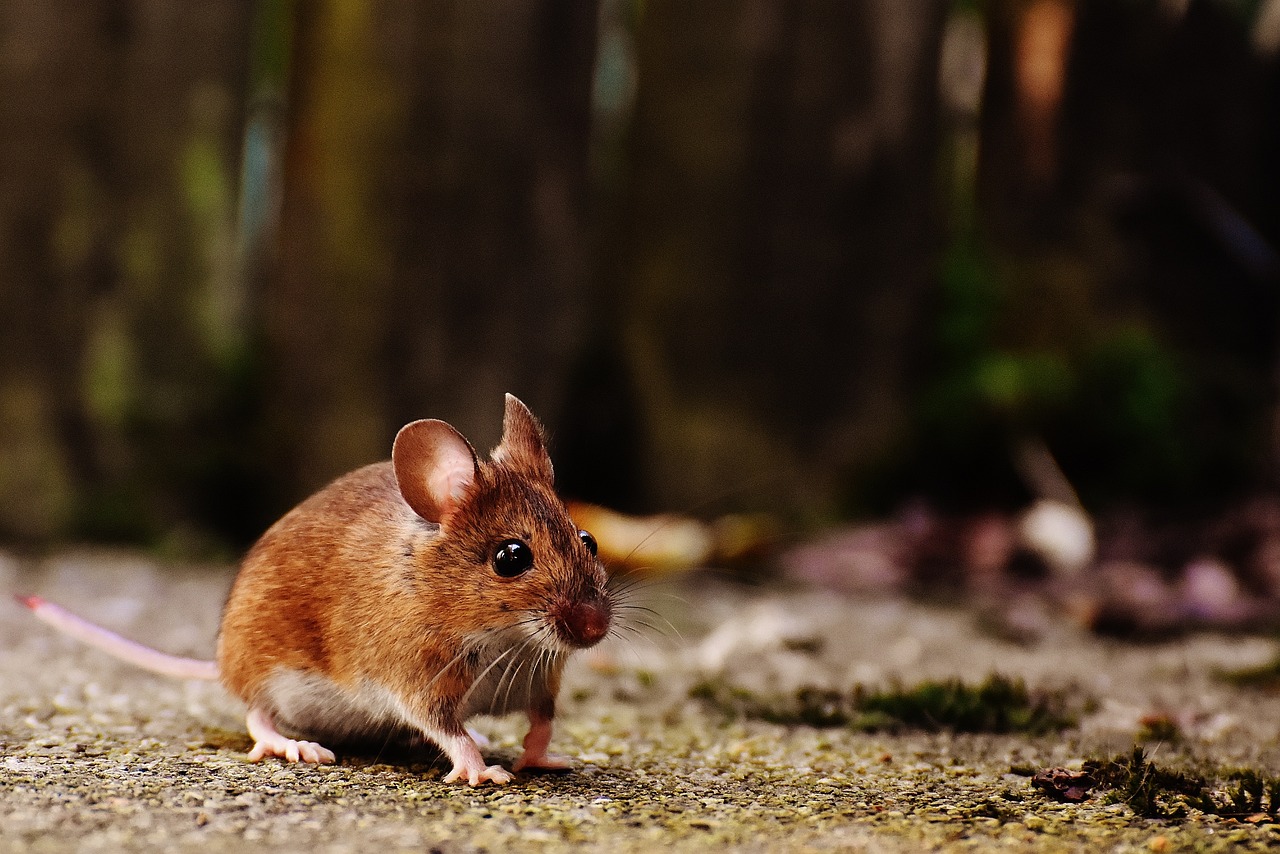 Tak Perlu Pakai Racun, Ini Tanaman Penangkal Tikus di Rumah