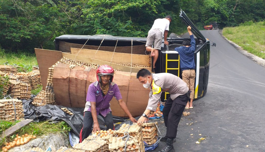 Tak Kuat Menanjak, Mobil Muatan Telur Ayam Terguling di Lampung Barat, Begini Kondisinya