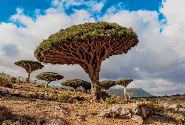 Mengenal Pulau Socotra yang Dianggap Tempat Persembunyian Dajjal, Orang Indonesia Pernah Berkunjung?