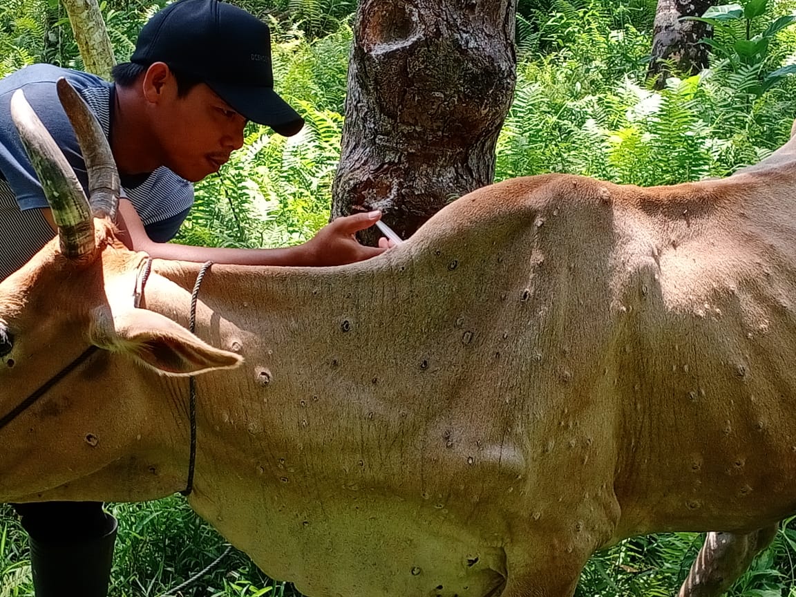 Delapan Ekor Sapi di Pesisir Barat Diindikasi Mengarah ke LSD