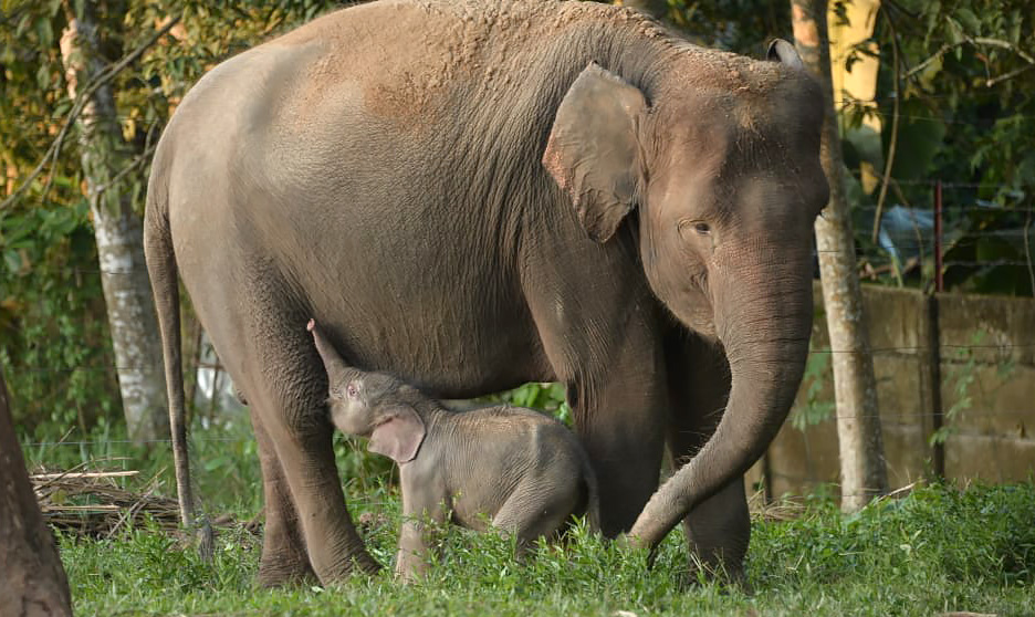 Kado Istimewa World Elephant Day, Gajah Lahir di Lembah Hijau