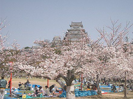 Tradisi Unik Hanami di Jepang, Piknik Sambil Memandangi Sakura Bermekaran
