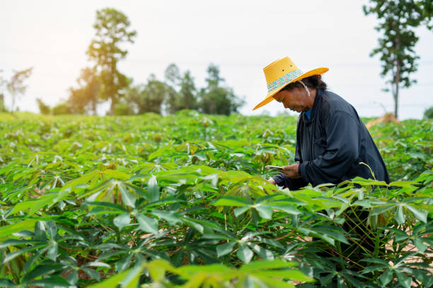 Harga Singkong di Mesuji Turun, Senyum Petani makin Redup