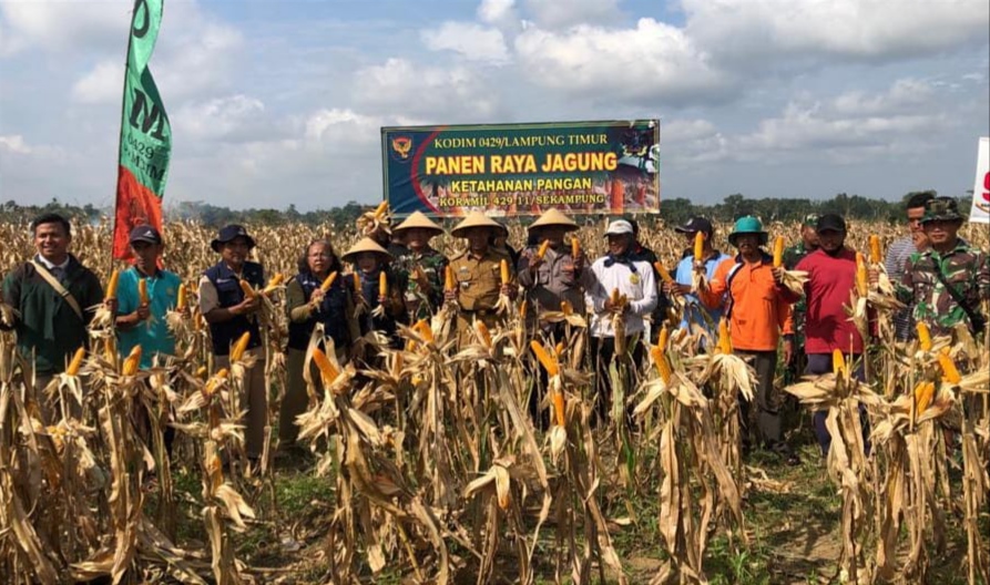 Hasil Pemanfaatan Lahan Tidur, Koramil Sekampung Panen Ini