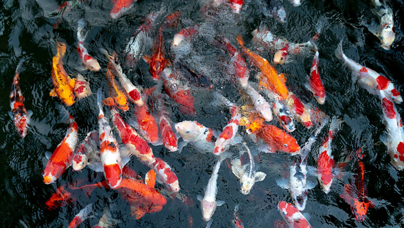 4 Ikan Koi Lokal Indonesia, Tidak Kalah Cantik dan Mahal Dengan Jenis Impor