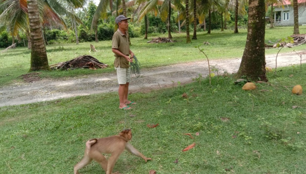 Ketika Monyet Upahan Bekerja