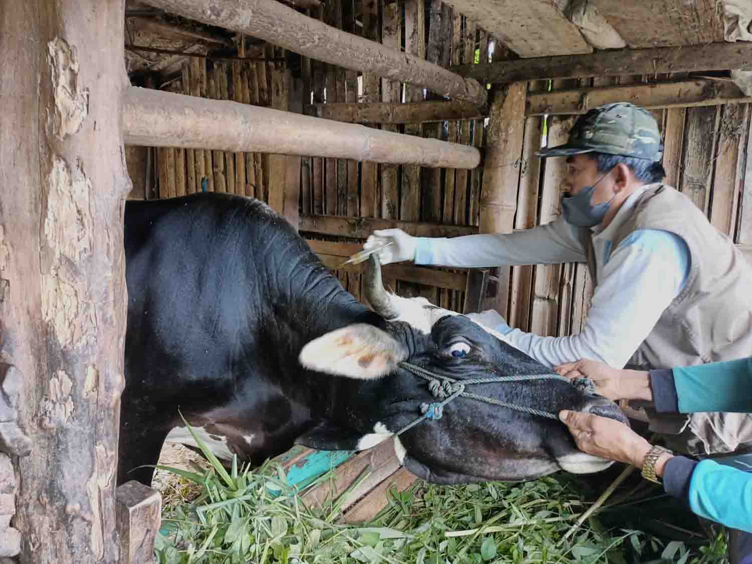 Sayembara! Temukan Sapi Positif PMK dapat Hadiah Rp10 Juta, Ini Syaratnya
