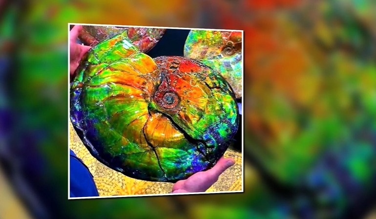 Batu Ammolite si Cantik yang Mampu Tampilkan Pola dan Warna Luar Biasa