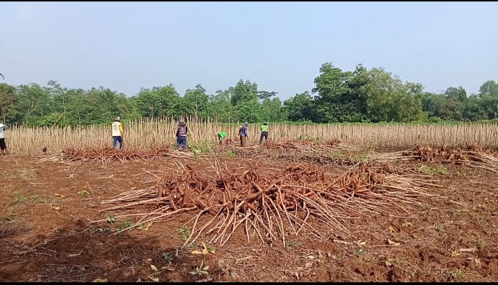 Stok Melimpah, Harga Singkong di Mesuji Turun