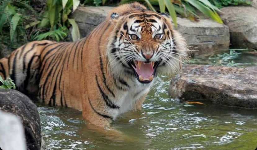 7 Rekomendasi Destinasi Wisata Lampung Tema Satwa, Tiket Mulai Rp 10 Ribu