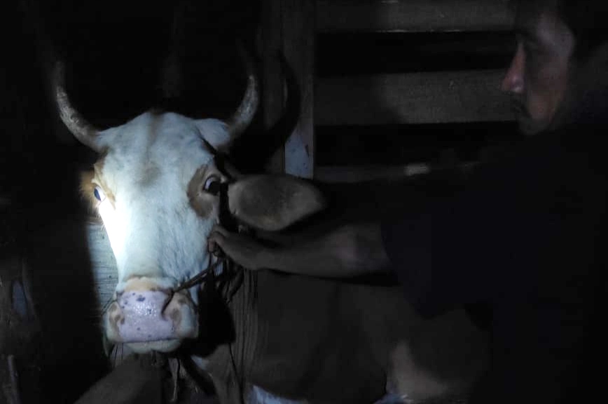 Geger, Sapi Mati Mendadak di Kotaagung Timur, Ternyata Ini Penyebabnya