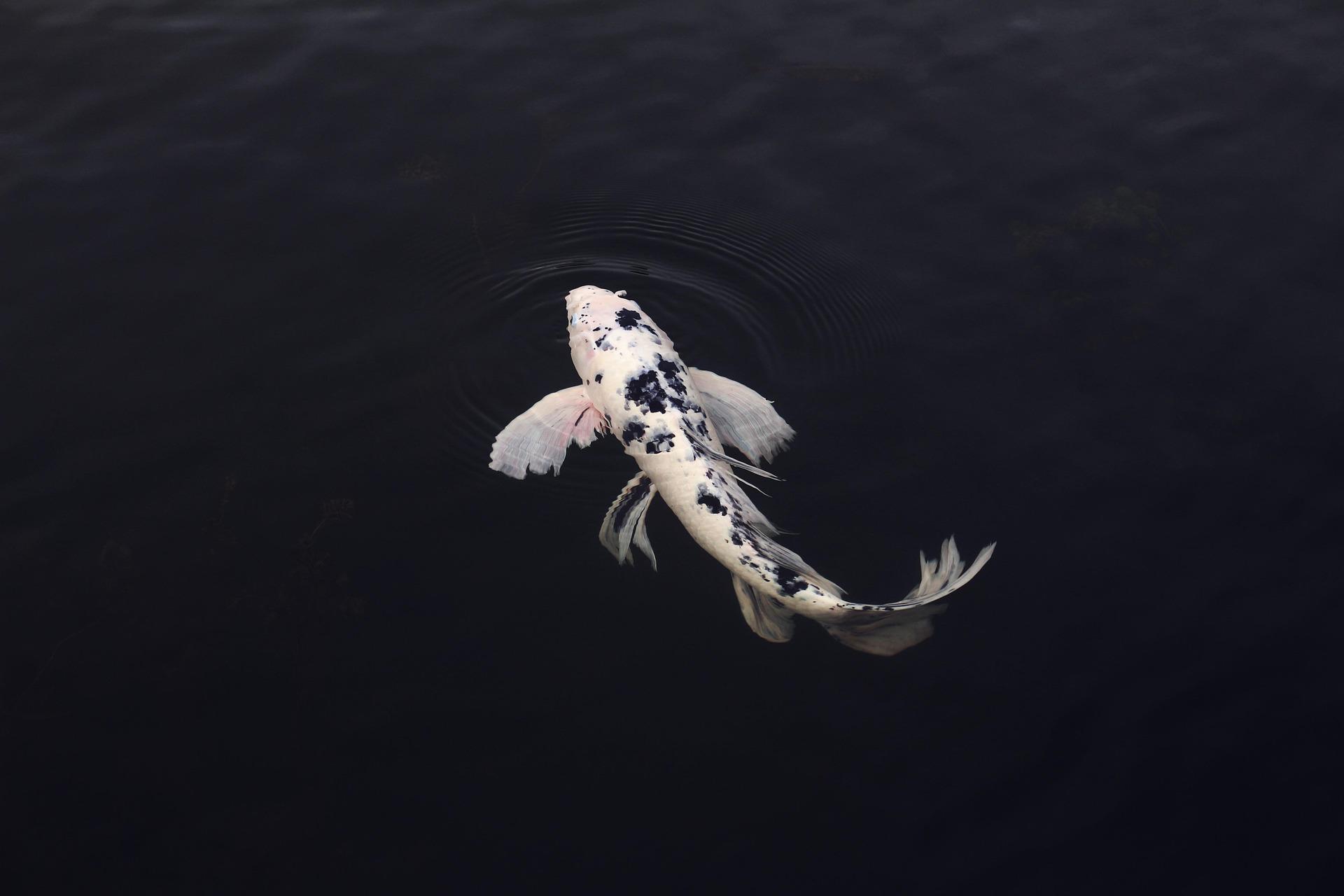 Fakta Unik Ikan Koi Utsurimono yang Bikin Banyak Kolektor Terpikat