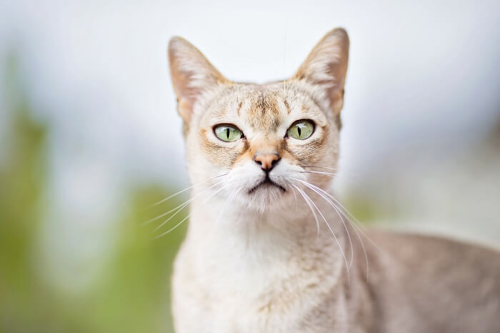Yuk Kenalan Dengan Kucing Ras Singapura, Begini Ciri-cirinya