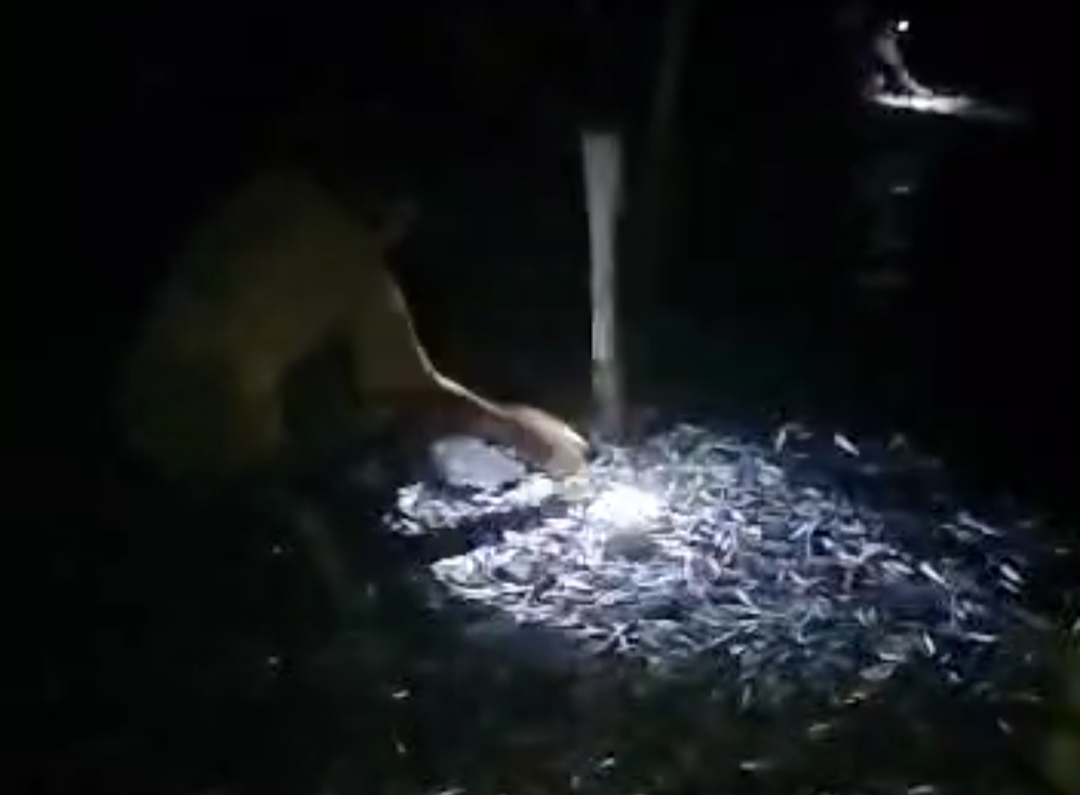 Heboh, Ribuan Ikan Naik ke Pantai di Pesisir Bandar Lampung
