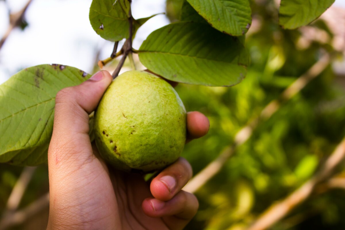 Benarkah Jus Jambu Biji Merah Dapat Mempercepat Penyembuhan Sakit DBD?