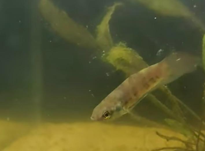 Tempalak Punggor, Ikan Cupang Alam Asli Bangka Berstatus Genting Hampir Punah