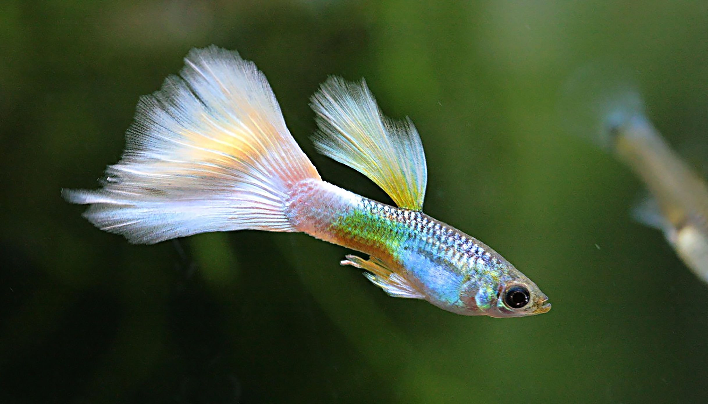 Guppy Giant, Ikan Eksotis Dengan Corak dan Sirip Menawan