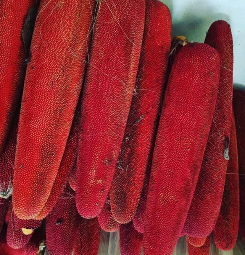 Belum Banyak yang Tahu, Ternyata Buah Merah Khas Papua Ini Banyak Manfaatnya Loh