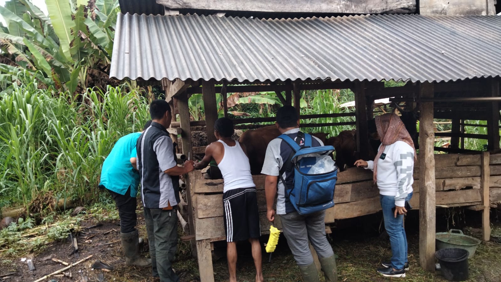 427 Ekor Sapi di Lampung Utara Terjangkit LSD, Ini Penyebabnya