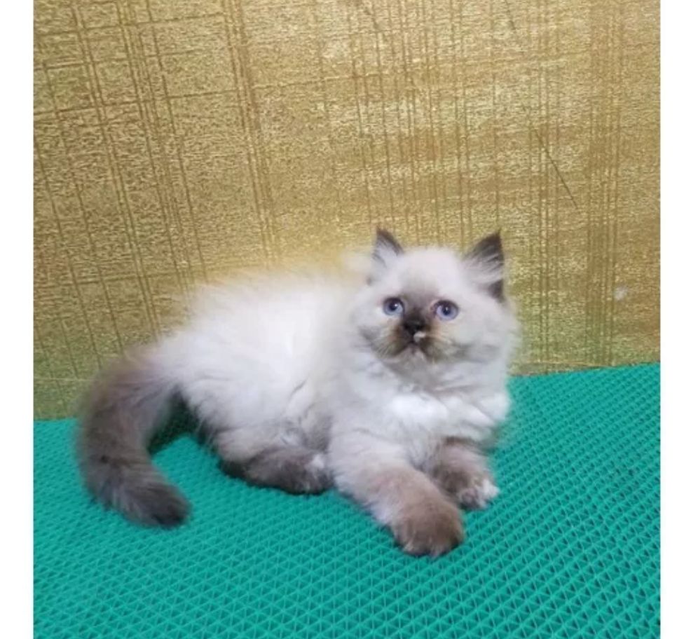 Si Cantik Himalaya yang Menggemaskan, Harus Ekstra Perawatan, Begini Tipsnya