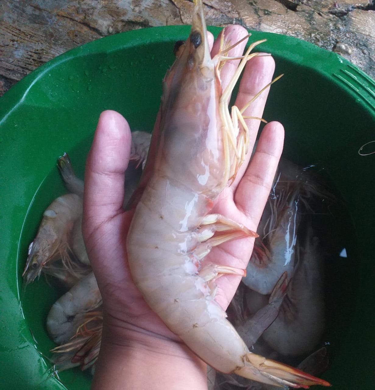 Duh, Ternyata Ada Dampak Negatif Mengkonsumsi Udang Berlebihan, Simak Selengkapnya