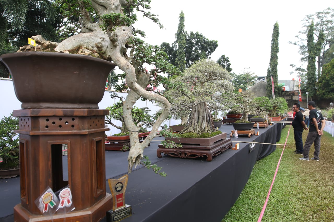 PAMERAN BONSAI