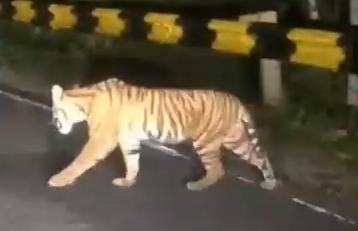 Harimau Sumatera Terekam di Jalinbar TNBBS Krui-Tanggamus, TNBBS Sampaikan Imbauan Untuk Masyarakat
