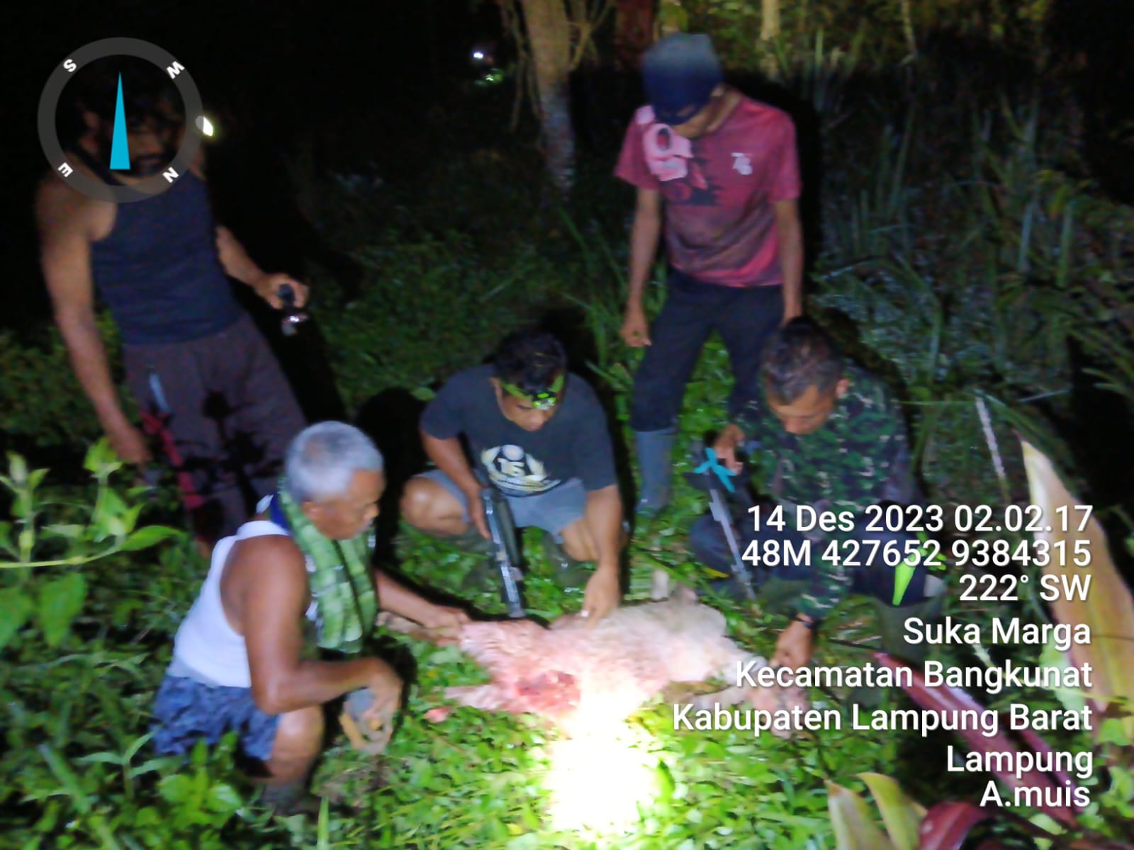 Beruang Madu Masuk Pemukiman Warga, Mangsa Hewan Ternak di Pesisir Barat Lampung