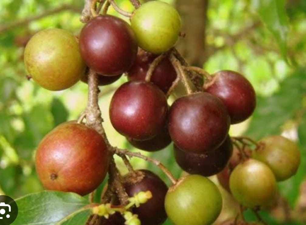 Tak Dibudidayakan, Buah Rukam Rasa Manis Sepat Langka