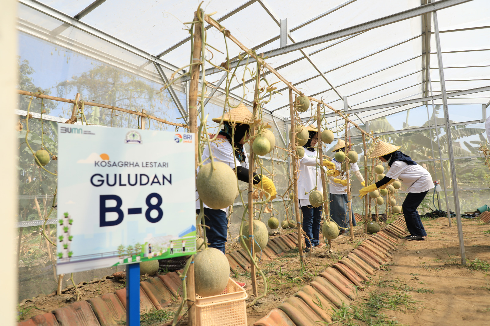 Kembangkan Urban Farming di Lahan Sempit, BRI Peduli Inspirasi Bertani di Kota (BRInita)