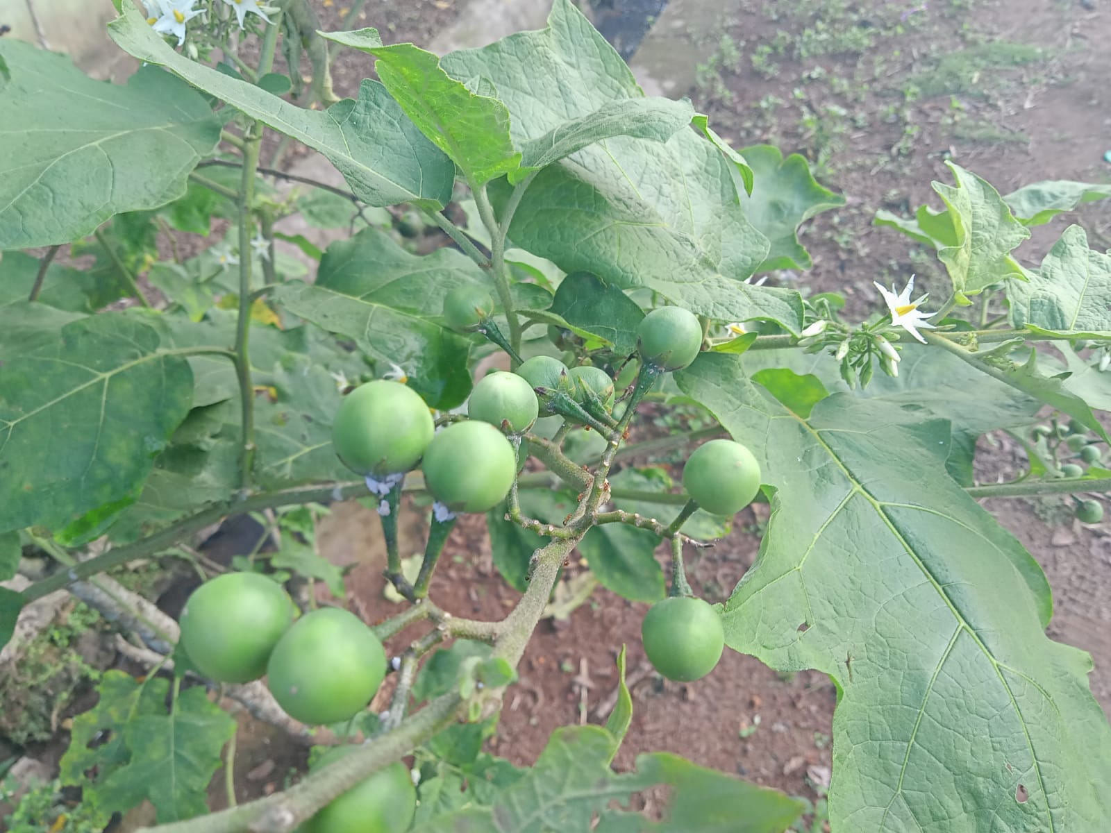 Ini Manfaat Buah Takokak untuk Kesehatan, Salah Satunya Mengatasi Asam Urat, Simak Cara Membuatnya