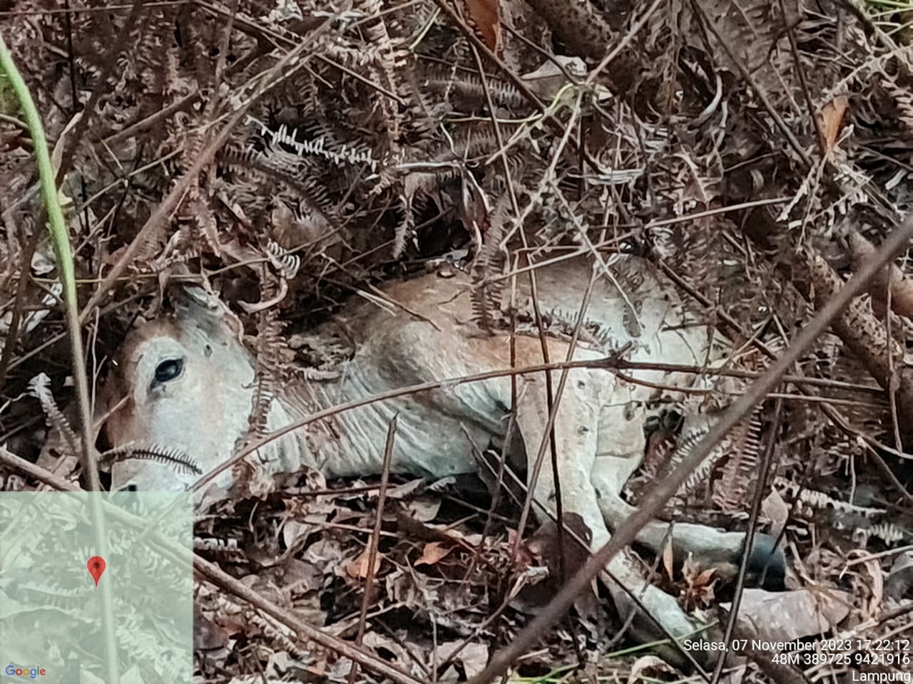 Harimau Sudah Masuk Kawasan Hutan, Warga Kembali Beraktifitas ke Kebun
