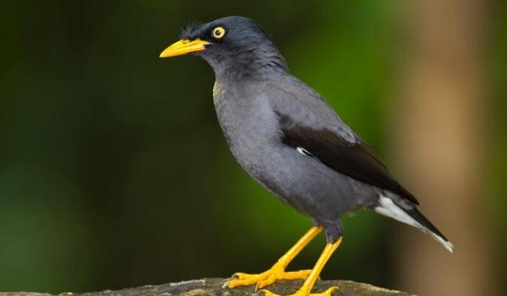 Bapak-bapak di Kotaagung Pusing, Burung Berkicau Digondol Maling