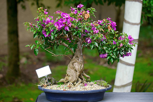 Tidak Hanya Unik, 5 Jenis Tanaman Hias Bunga Bougenville Terbaik Sebagai Bahan Bonsai