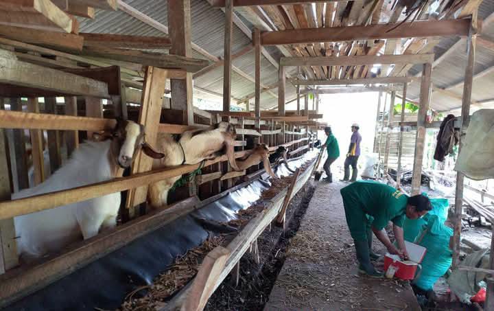 Cegah Wabah PMK, Pemkab Mesuji Gencarkan Vaksinasi Tahap II untuk Ternak