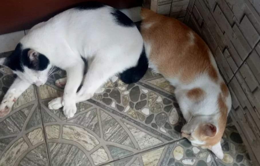 Pemkot ajukan 2000 Vaksin Rabies Ke Pemprov, Kucing usia 6 Bulan Sudah bisa di Vaksin