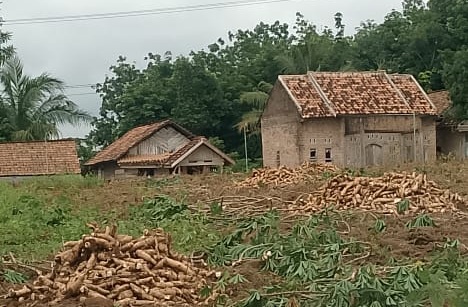 Ironi, Mayoritas Singkong Milik Petani Kecil Menumpuk Menunggu Pembeli