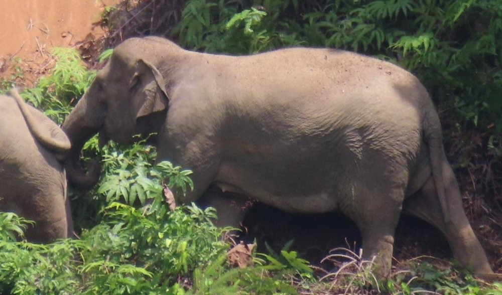 Diarahkan ke TNBBS, Gajah Berbalik Giring Satgas