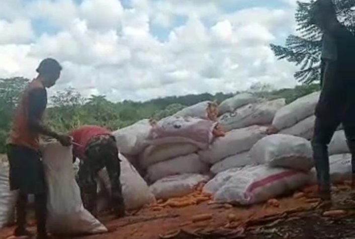 Petani Jagung Way Kanan Keluhkan Harga yang Terus Merosot