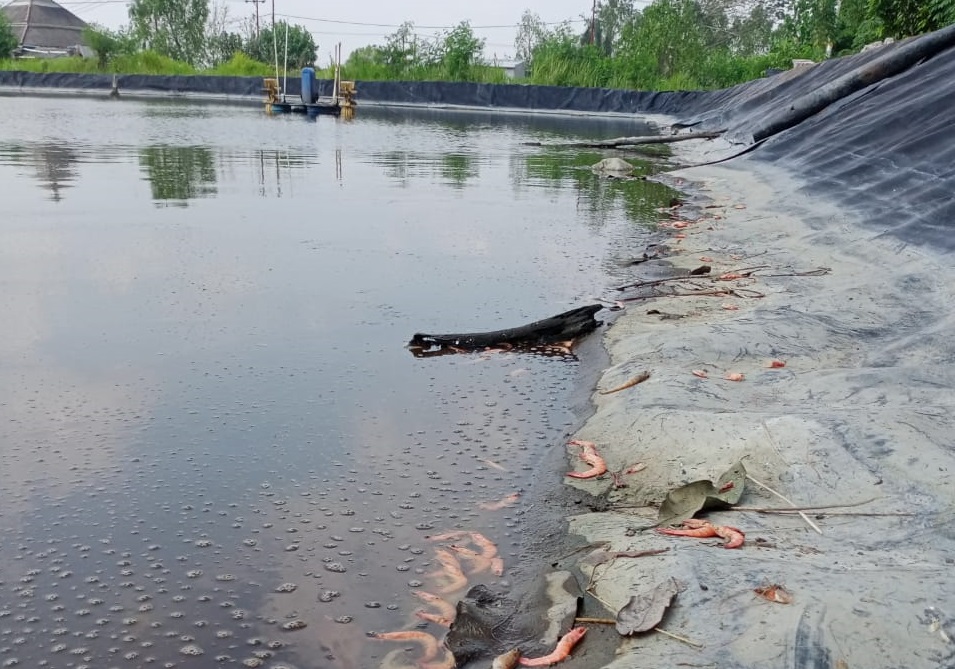 Marak Wabah AHPND, Lusa Tim BKIPM Lampung, BBL, dan Dinas Perikanan Tulang Bawang Tinjau Dipasena