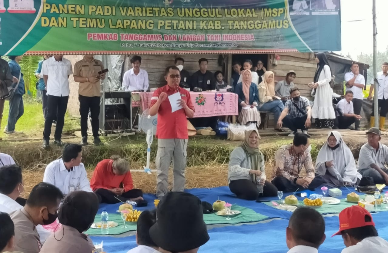 Wabup Tanggamus Panen Raya Padi Varietas Unggul Lokal MSP