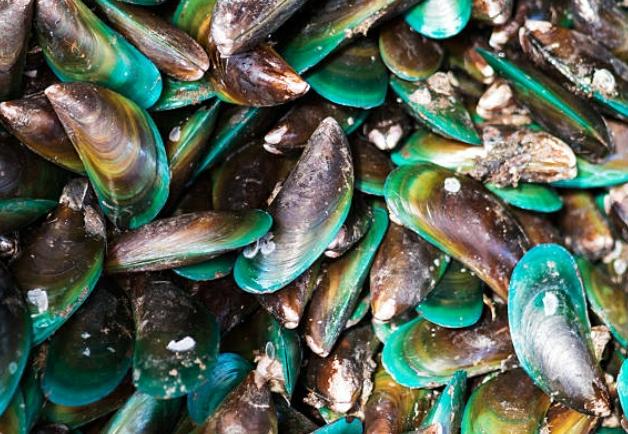 Sakit Kepala Setelah Makan Kerang Ijo? Begini Cara Mengatasinya