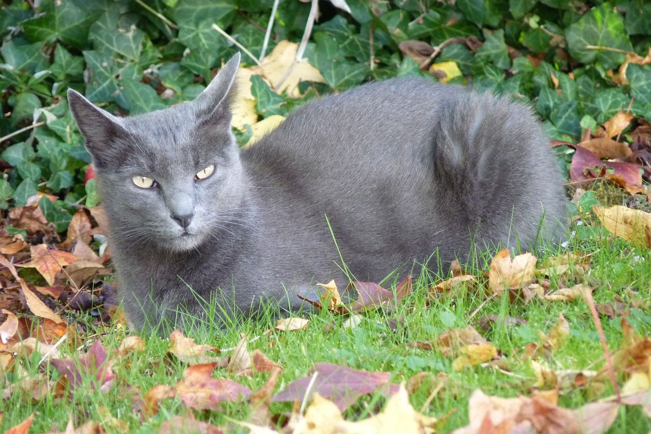 Kucing Korat, Ras Kucing Langka Si Pembawa Keberuntungan dan Juga Kemakmuran
