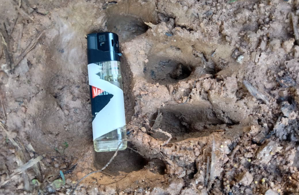 Warga Lampung Barat Dengar Suara Gaduh di Kandang Kambing, Ternyata…