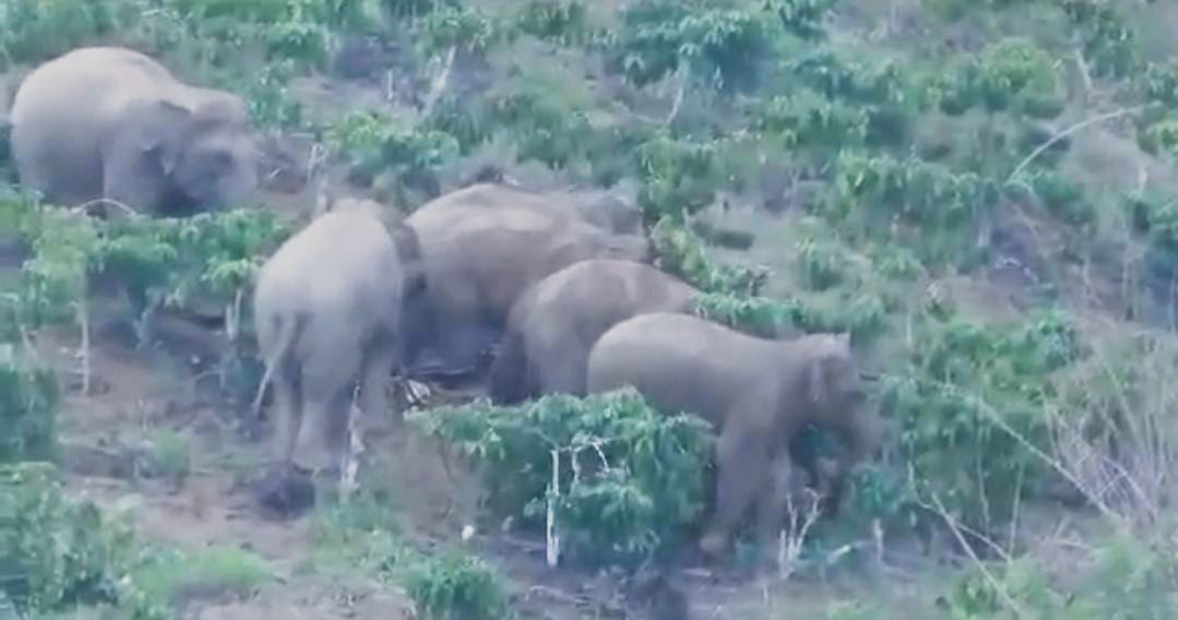 Pantau Aktivitas Gajah, Tim Gabungan Pasang GPS