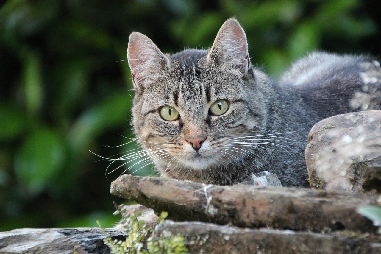 Khawatir Kucing Anda Tidak Habiskan Makanannya? Cari Tahu Penyebabnya