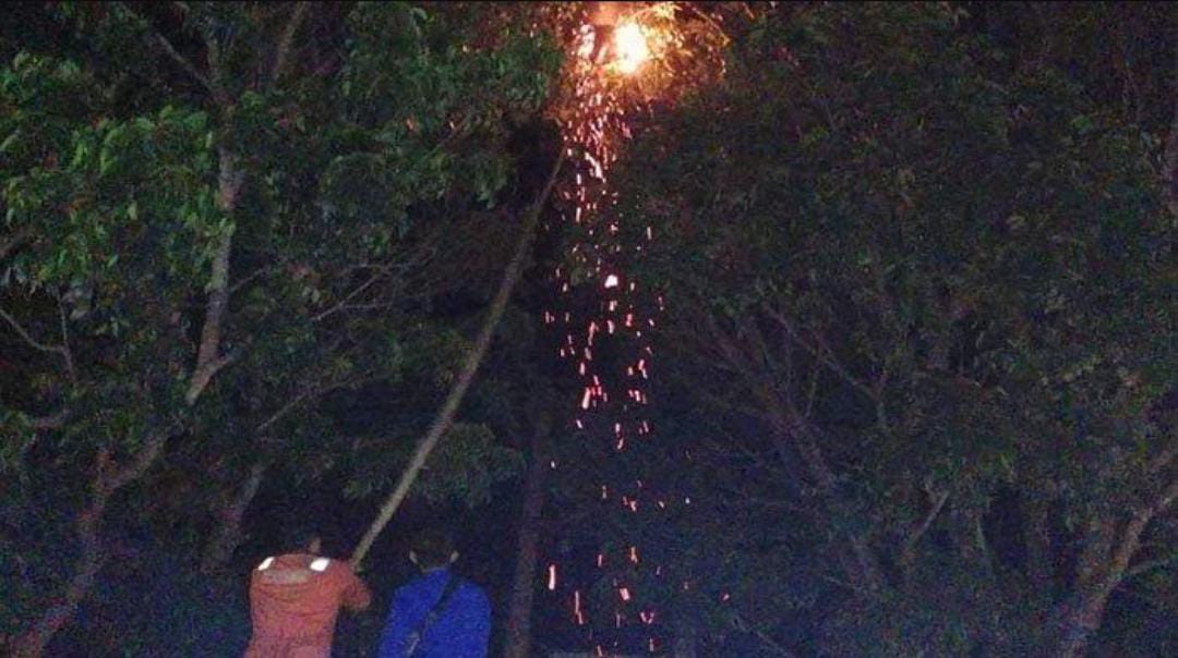 Ganggu Aktivitas Warga, Damkar Tulang Bawang Evakuasi Sarang Tawon di Pasar Menggala